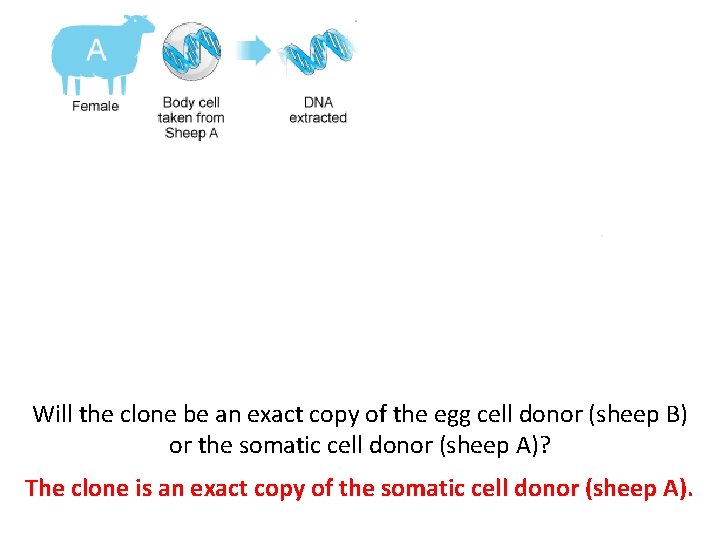 Will the clone be an exact copy of the egg cell donor (sheep B) Will the clone be an exact copy of the egg cell donor (sheep B)