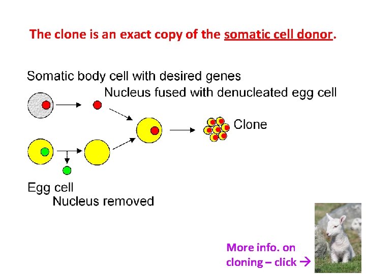 The clone is an exact copy of the somatic cell donor. More info. on The clone is an exact copy of the somatic cell donor. More info. on