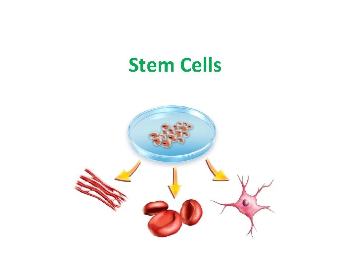 Stem Cells Stem Cells