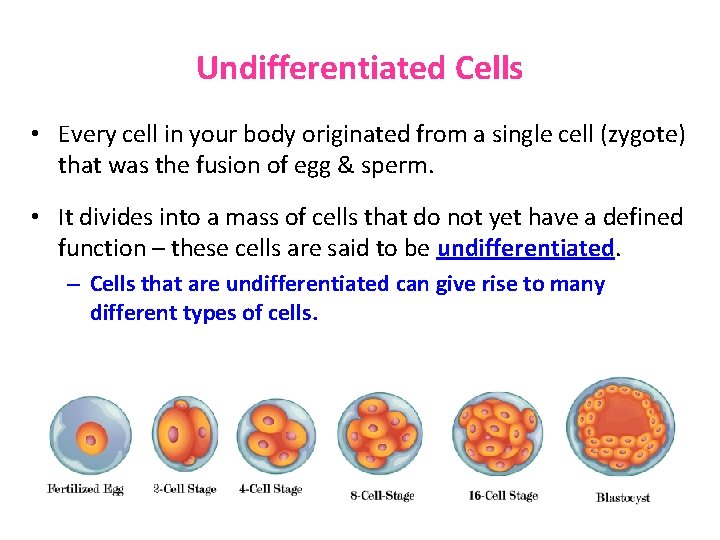 Undifferentiated Cells • Every cell in your body originated from a single cell (zygote) Undifferentiated Cells • Every cell in your body originated from a single cell (zygote)