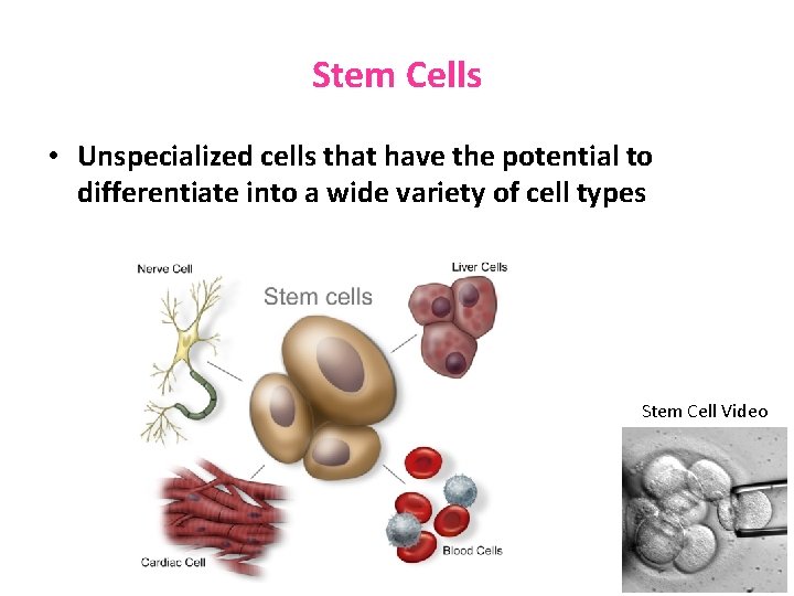 Stem Cells • Unspecialized cells that have the potential to differentiate into a wide Stem Cells • Unspecialized cells that have the potential to differentiate into a wide