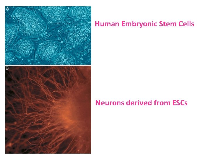 Human Embryonic Stem Cells Neurons derived from ESCs Human Embryonic Stem Cells Neurons derived from ESCs