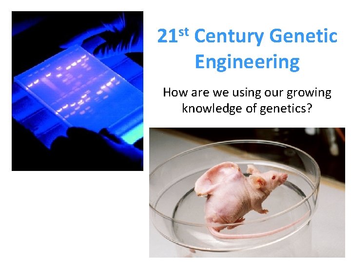 21 st Century Genetic Engineering How are we using our growing knowledge of genetics? 21 st Century Genetic Engineering How are we using our growing knowledge of genetics?