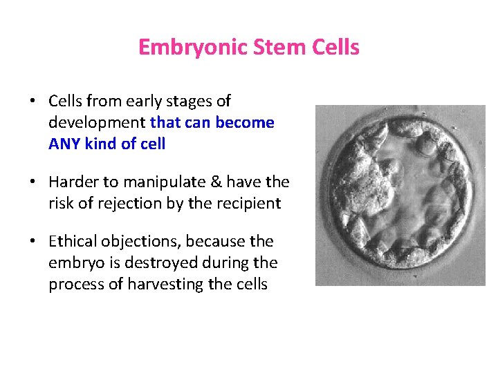 Embryonic Stem Cells • Cells from early stages of development that can become ANY Embryonic Stem Cells • Cells from early stages of development that can become ANY