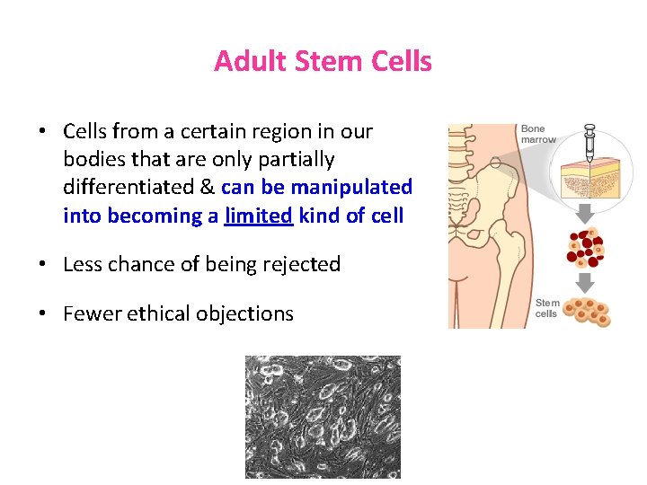 Adult Stem Cells • Cells from a certain region in our bodies that are Adult Stem Cells • Cells from a certain region in our bodies that are