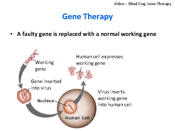 Video – Blind Dog Gene Therapy • A faulty gene is replaced with a Video – Blind Dog Gene Therapy • A faulty gene is replaced with a