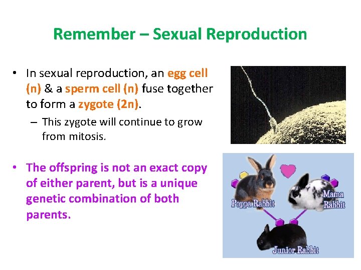 Remember – Sexual Reproduction • In sexual reproduction, an egg cell (n) & a Remember – Sexual Reproduction • In sexual reproduction, an egg cell (n) & a