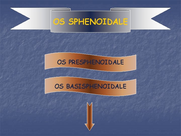 OS SPHENOIDALE OS PRESPHENOIDALE OS BASISPHENOIDALE 