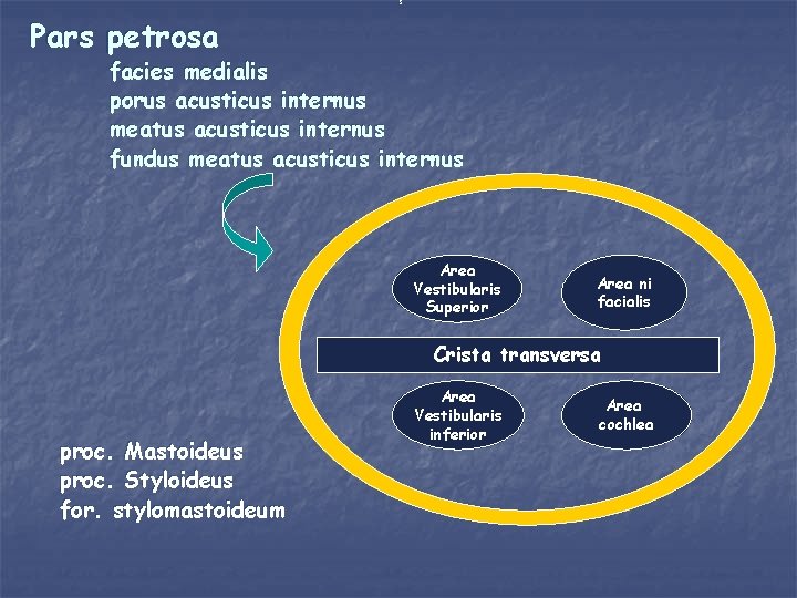 Pars petrosa facies medialis porus acusticus internus meatus acusticus internus fundus meatus acusticus internus