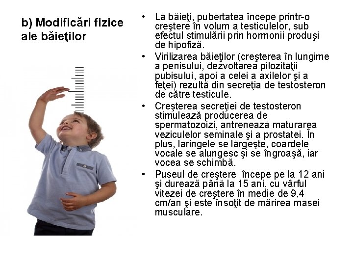 b) Modificări fizice ale băieţilor • La băieţi, pubertatea începe printr-o creştere în volum