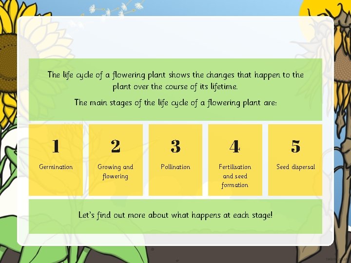 The life cycle of a flowering plant shows the changes that happen to the