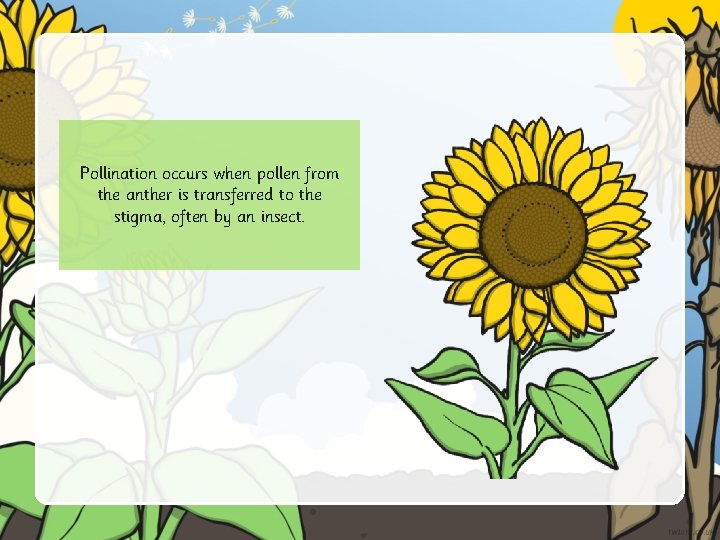 Pollination occurs when pollen from the anther is transferred to the stigma, often by