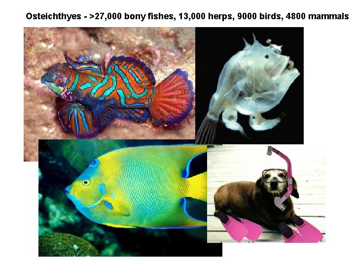 Osteichthyes - >27, 000 bony fishes, 13, 000 herps, 9000 birds, 4800 mammals 
