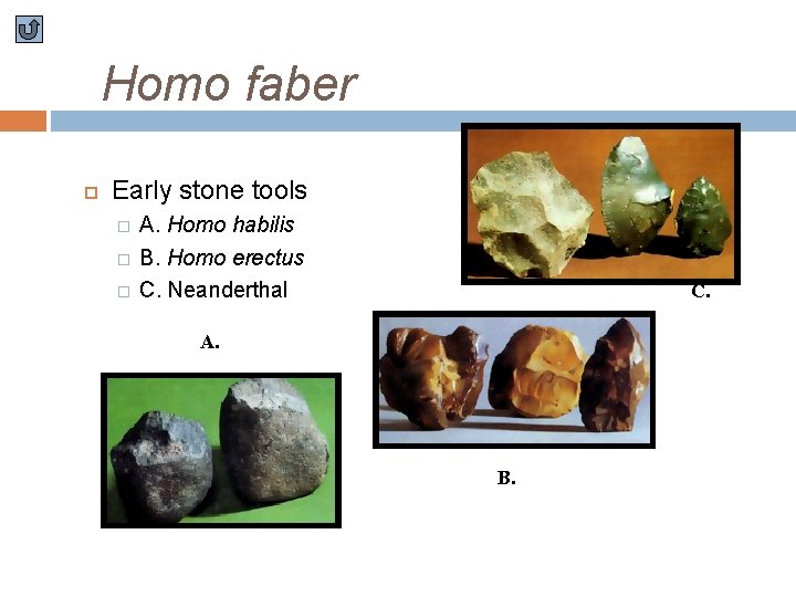 Homo faber Early stone tools � � � A. Homo habilis B. Homo erectus