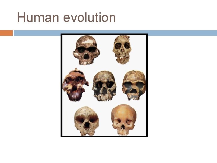 Human evolution 