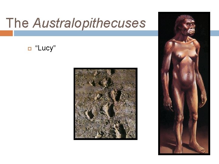 The Australopithecuses “Lucy” 