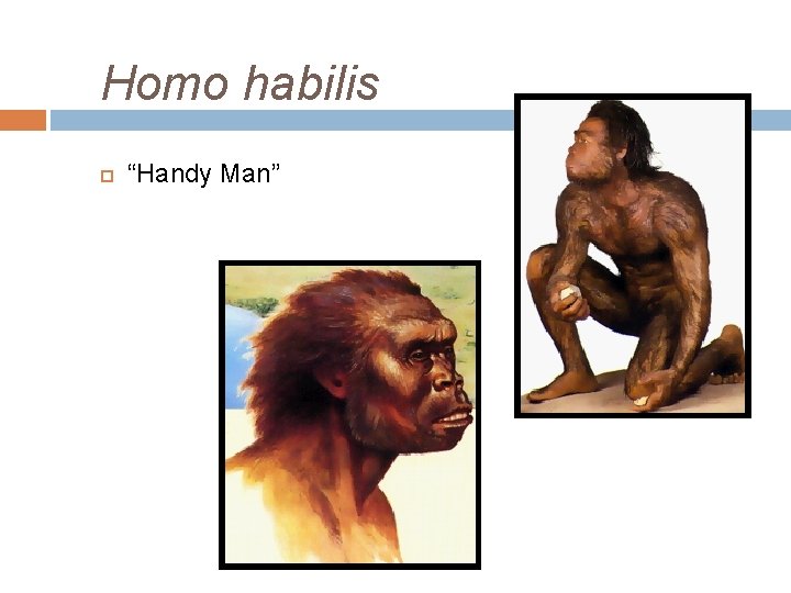 Homo habilis “Handy Man” 