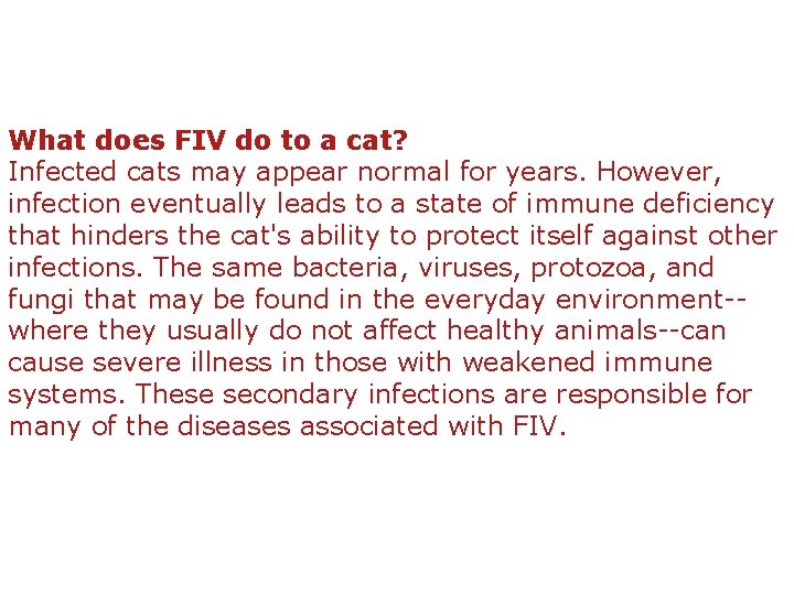 What does FIV do to a cat? Infected cats may appear normal for years.