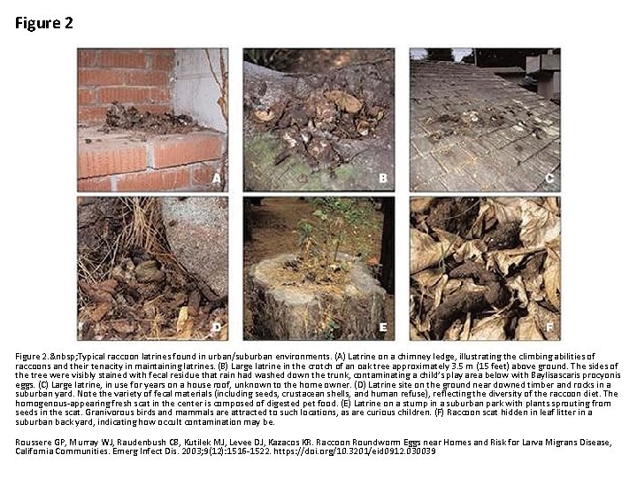 Figure 2 nbsp Typical raccoon latrines found in