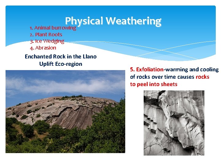 Physical Weathering 1. Animal burrowing 2. Plant Roots 3. Ice Wedging 4. Abrasion Enchanted