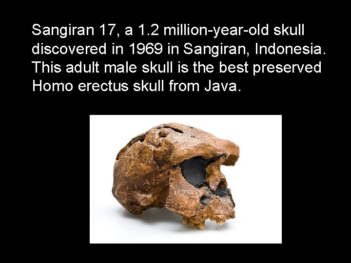 Sangiran 17, a 1. 2 million-year-old skull discovered in 1969 in Sangiran, Indonesia. This