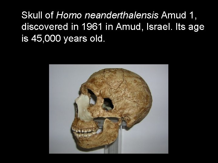 Skull of Homo neanderthalensis Amud 1, discovered in 1961 in Amud, Israel. Its age