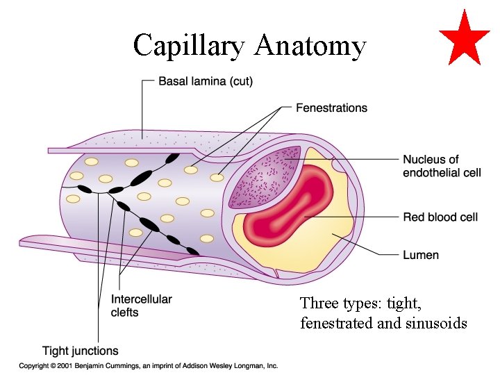 Cardiovascular System PA 544 Clinical Anatomy Tony Serino