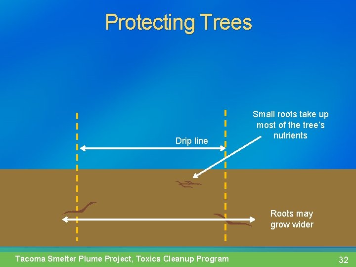 Protecting Trees Drip line Small roots take up most of the tree’s nutrients Roots