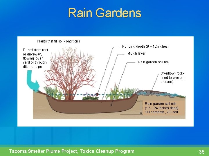 Rain Gardens Plants that fit soil conditions Runoff from roof or driveway, flowing over