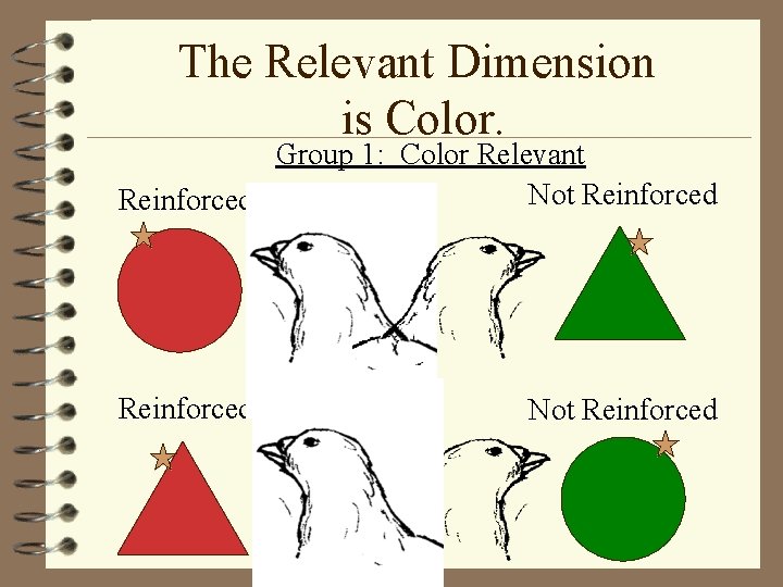 The Relevant Dimension is Color. Group 1: Color Relevant Not Reinforced Not Reinforced 