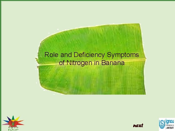 Role and Deficiency Symptoms of Nitrogen in Banana 