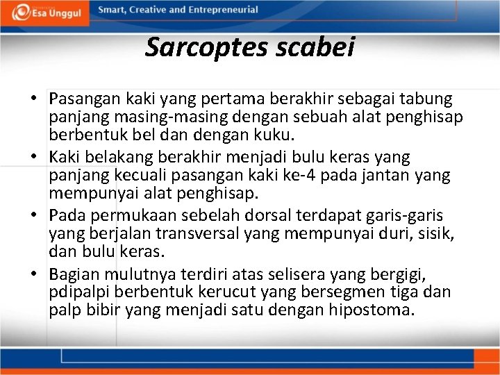 Sarcoptes scabei • Pasangan kaki yang pertama berakhir sebagai tabung panjang masing-masing dengan sebuah