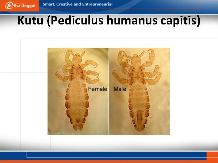 Kutu (Pediculus humanus capitis) 