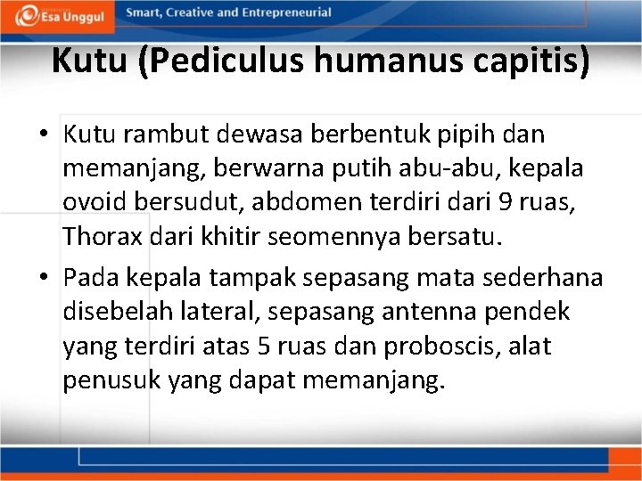 Kutu (Pediculus humanus capitis) • Kutu rambut dewasa berbentuk pipih dan memanjang, berwarna putih