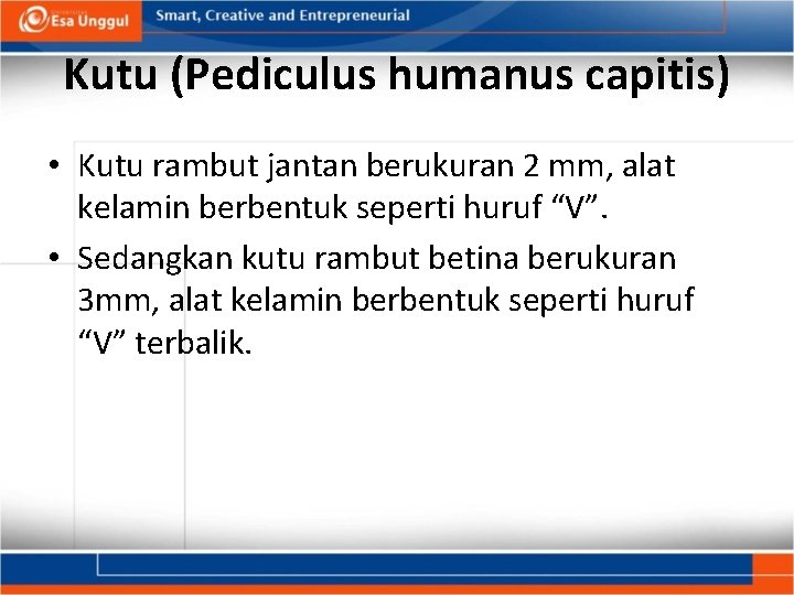 Kutu (Pediculus humanus capitis) • Kutu rambut jantan berukuran 2 mm, alat kelamin berbentuk