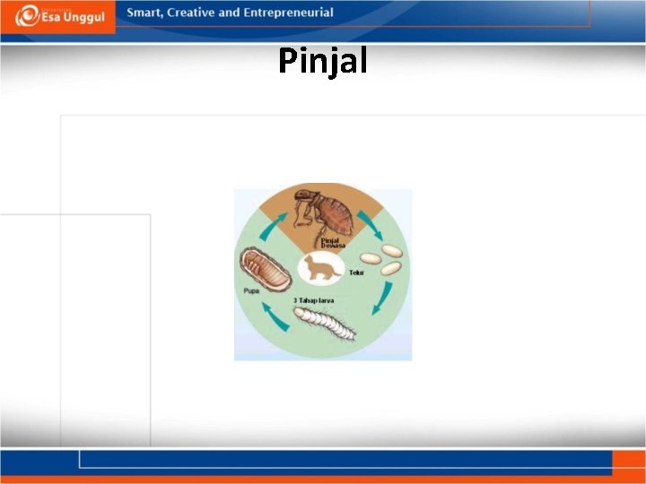 Pinjal 