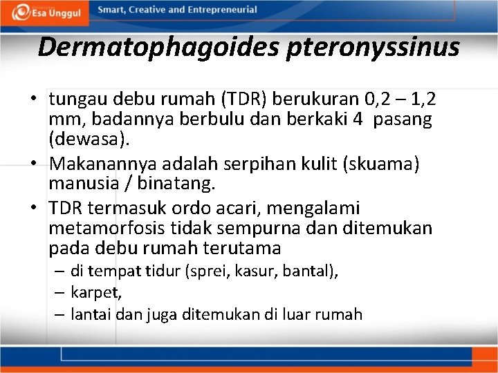 Dermatophagoides pteronyssinus • tungau debu rumah (TDR) berukuran 0, 2 – 1, 2 mm,
