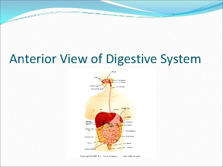 Anterior View of Digestive System 