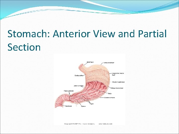 Stomach: Anterior View and Partial Section 