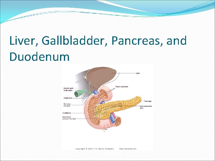 Liver, Gallbladder, Pancreas, and Duodenum 