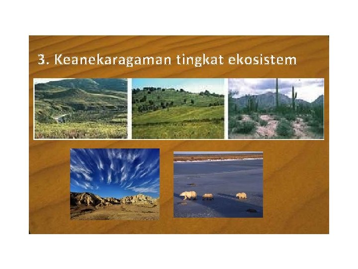 3. Keanekaragaman tingkat ekosistem 