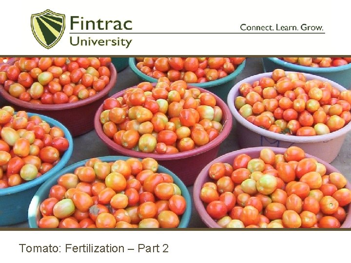 Tomato: Fertilization – Part 2 