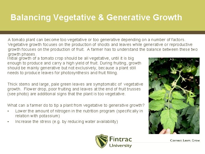 Balancing Vegetative & Generative Growth A tomato plant can become too vegetative or too