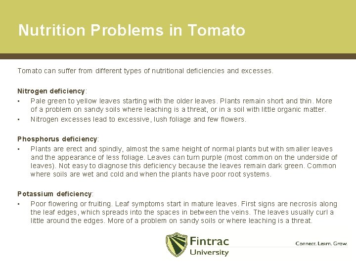 Nutrition Problems in Tomato can suffer from different types of nutritional deficiencies and excesses.