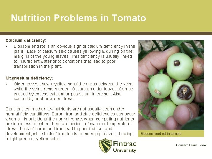 Nutrition Problems in Tomato Calcium deficiency: • Blossom end rot is an obvious sign