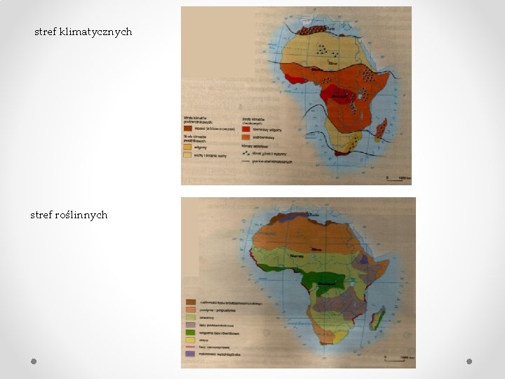 stref klimatycznych stref roślinnych 