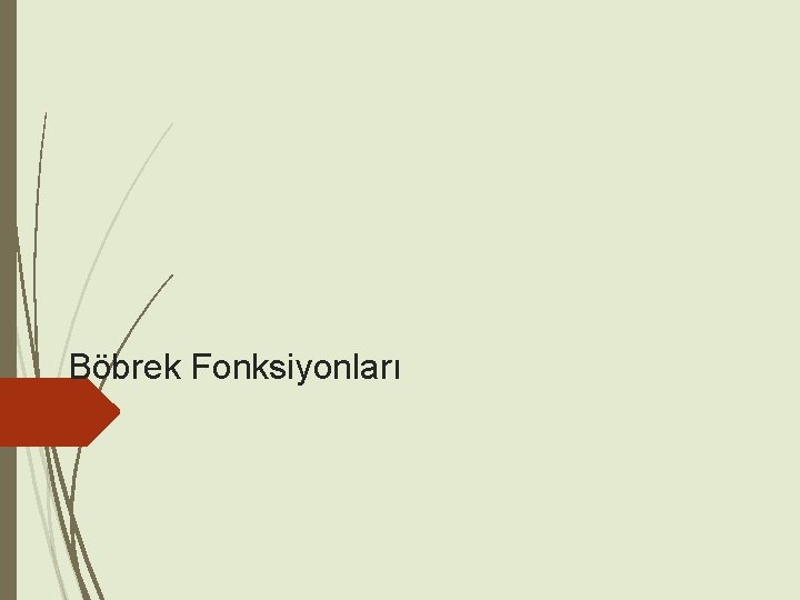 Böbrek Fonksiyonları 