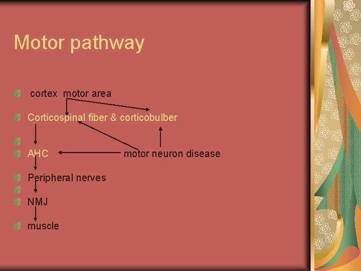 Motor pathway cortex motor area Corticospinal fiber & corticobulber AHC Peripheral nerves NMJ muscle