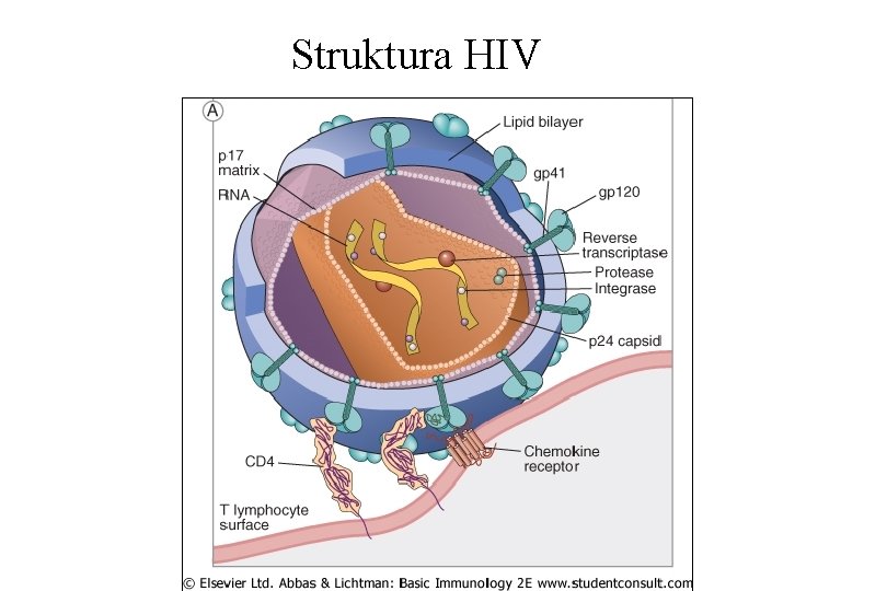 Struktura HIV 