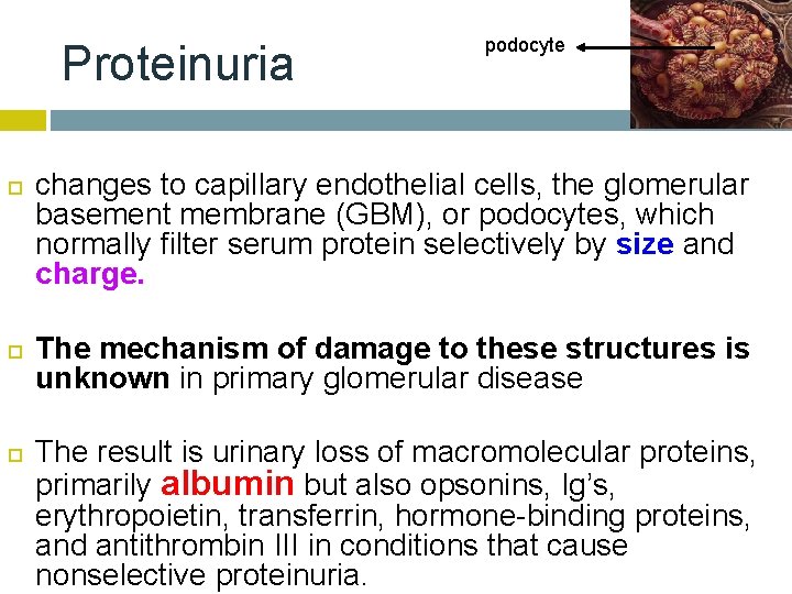 Proteinuria podocyte changes to capillary endothelial cells, the glomerular basement membrane (GBM), or podocytes,